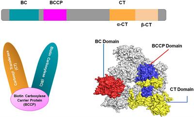 Emerging possibilities in the advancement of herbicides to combat acetyl-CoA carboxylase inhibitor resistance